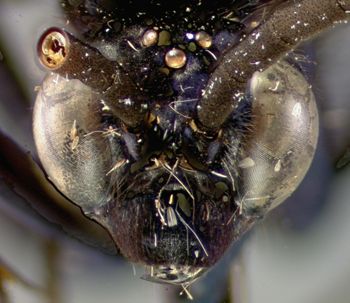 Media type: image;   Entomology 16337 Aspect: head frontal view